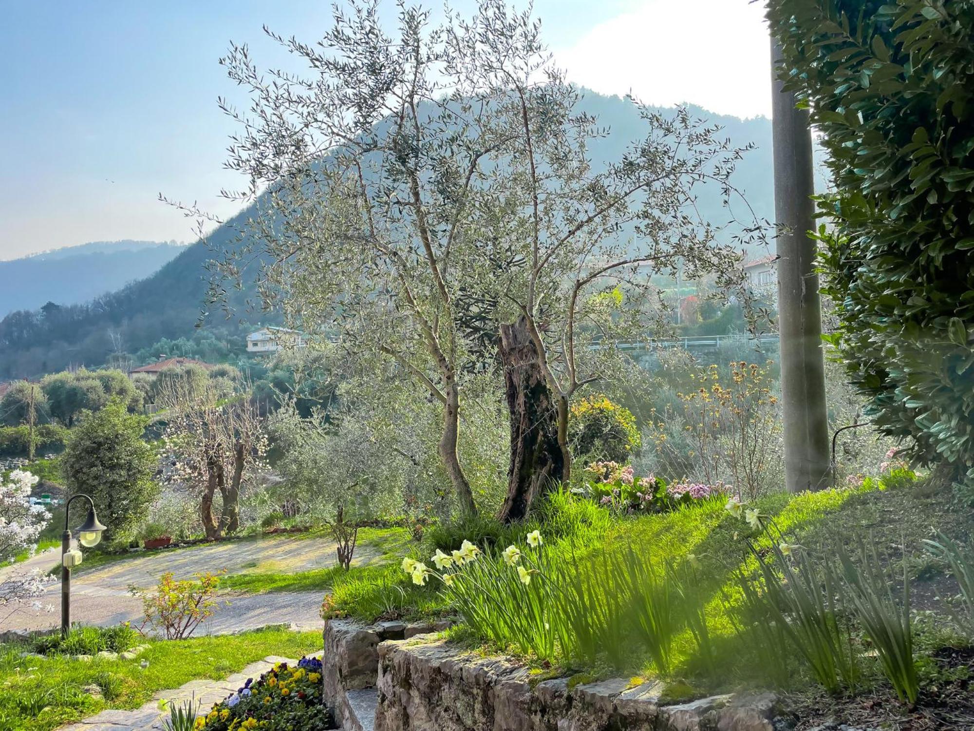 Breva Loft Tra Gli Ulivi Ed Il Lago Белладжо Екстер'єр фото